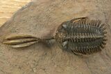 Trident Walliserops Trilobite - Exceptional Preparation #334856-3